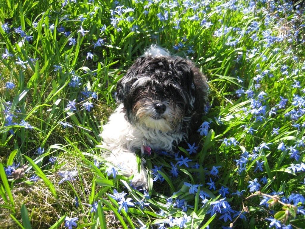 Perle i blomsterengen
