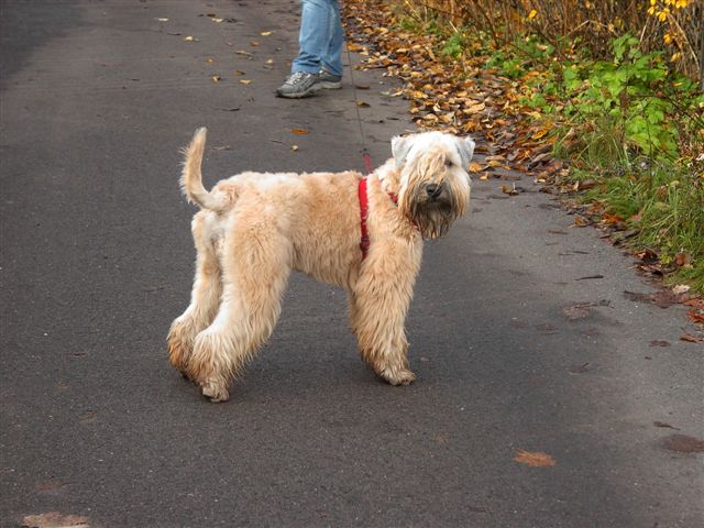 Wheaten Terrier walking